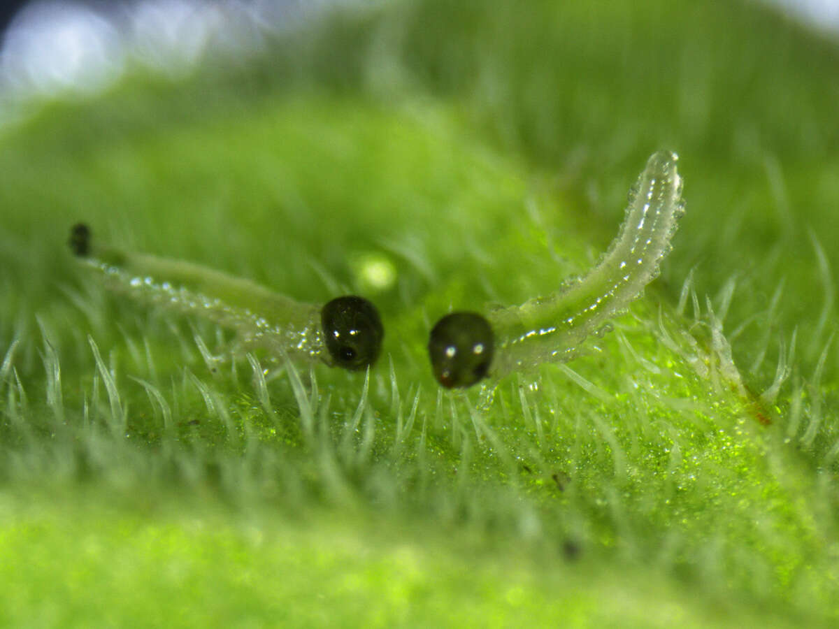 Image of Commerson's nightshade