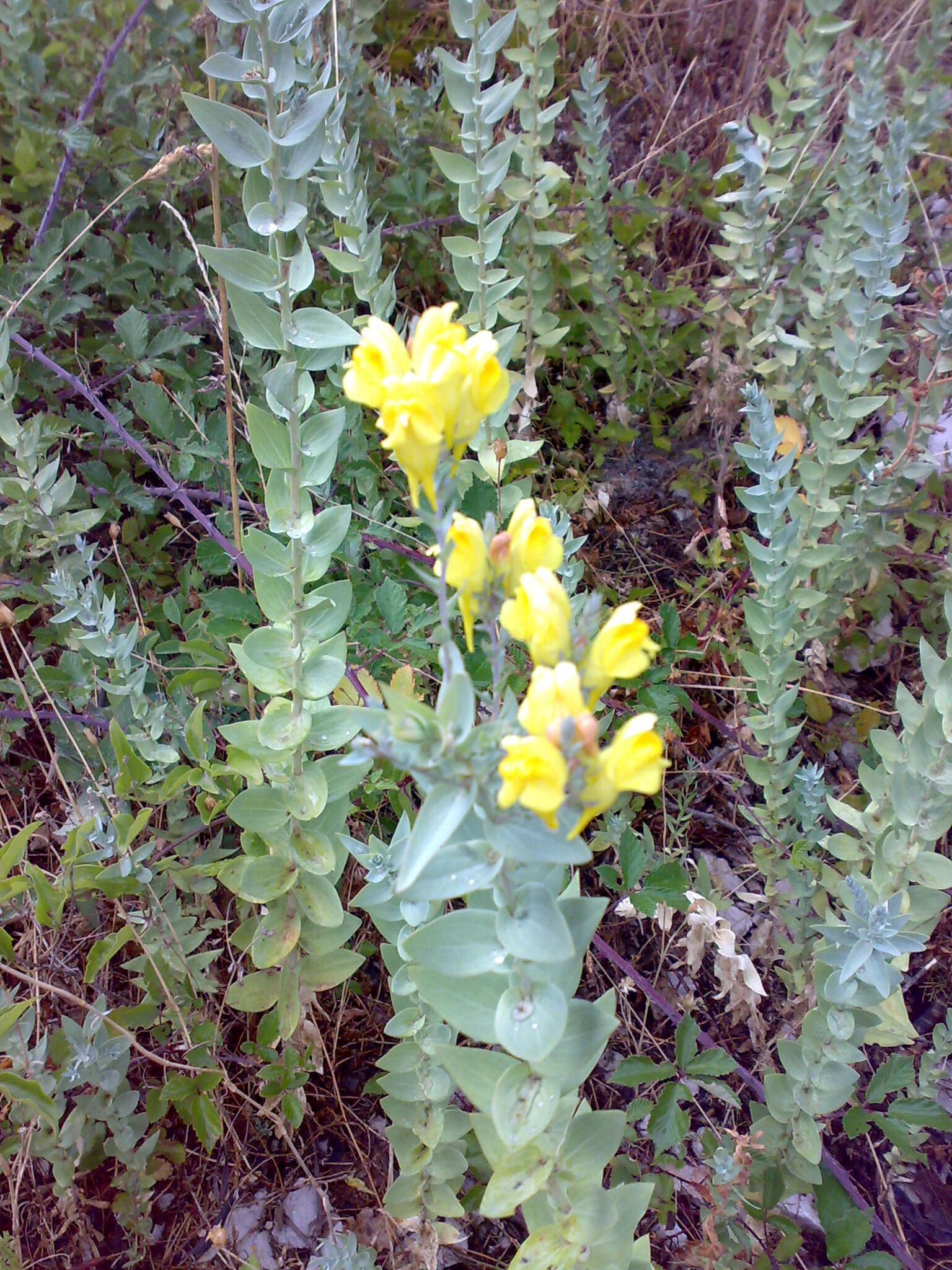 Image of broomleaf toadflax