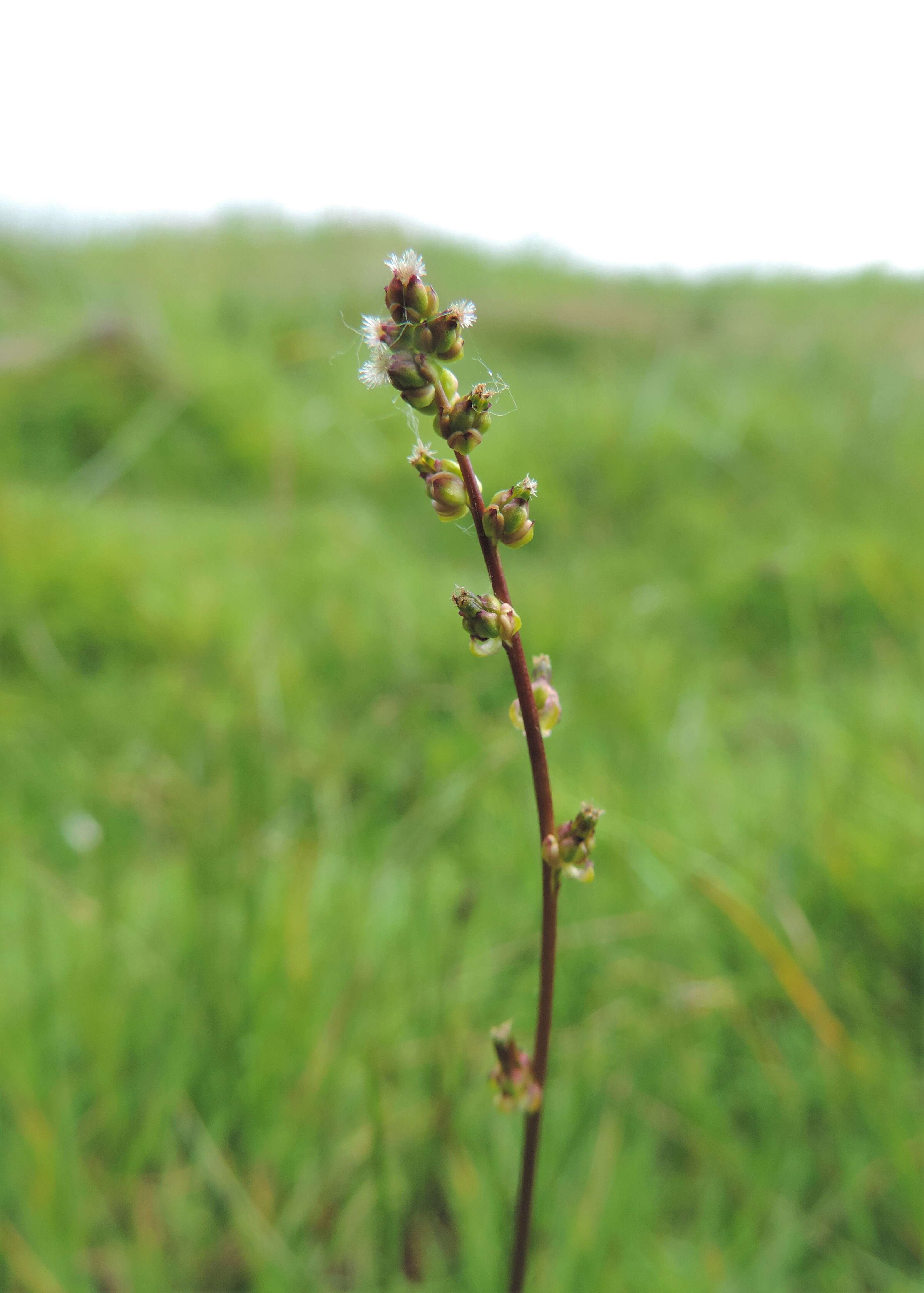 Image of Marsh Arrowgrass