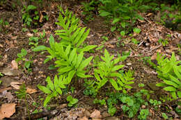 Image of sensitive fern