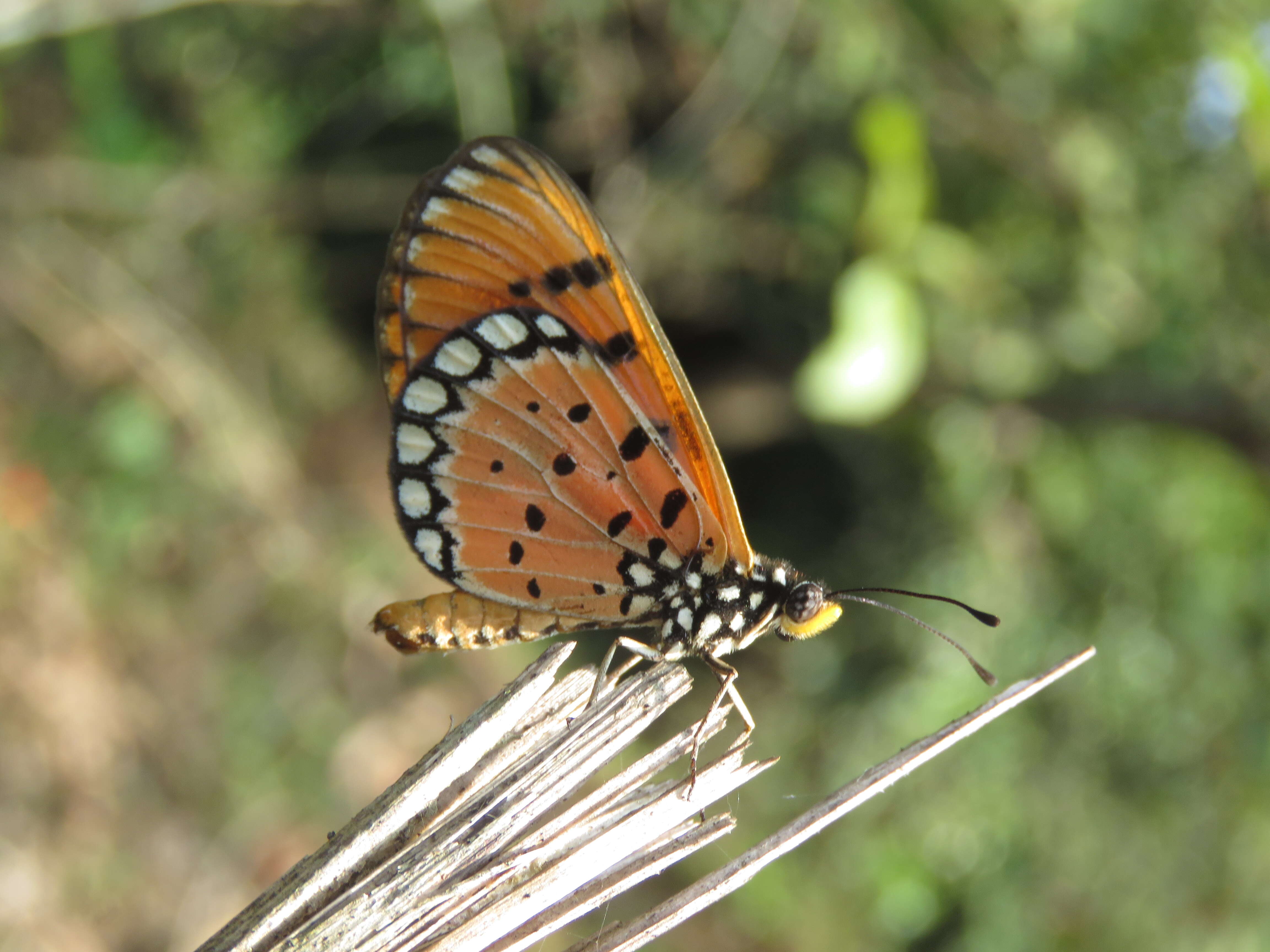 Image of Acraea terpsicore