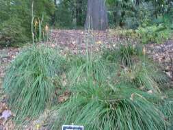 Imagem de Kniphofia galpinii Baker