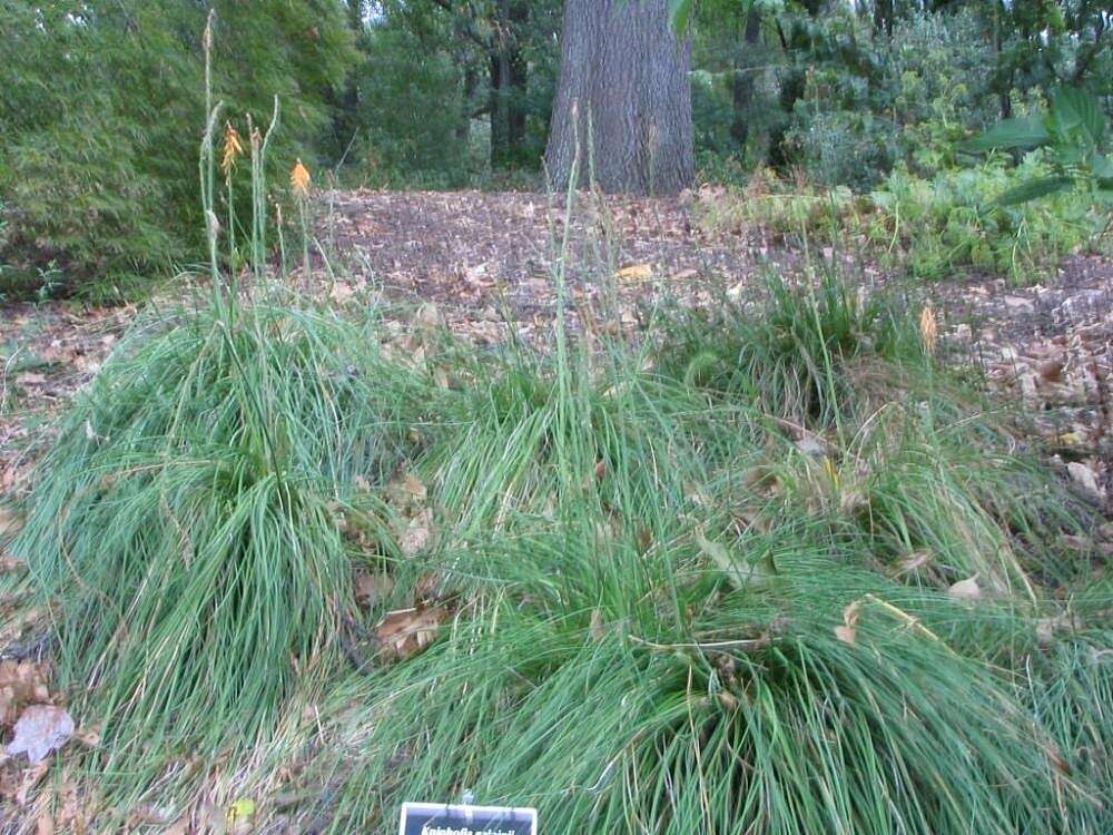 Imagem de Kniphofia galpinii Baker