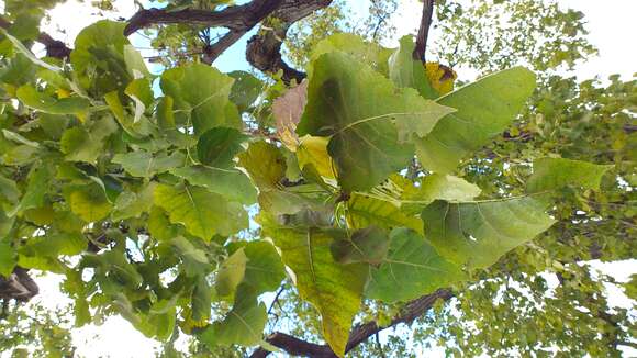 Image of swamp cottonwood