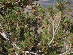 Image of whitebark pine