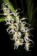 Image of Spotted Oncidium
