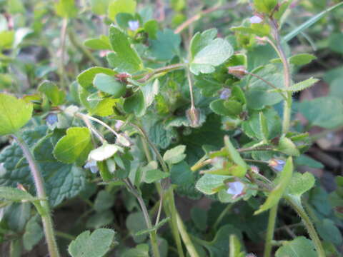 Image of ivy-leaved speedwell