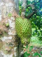 Image of soursop