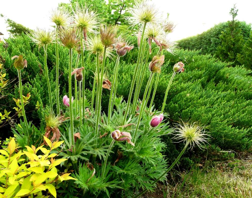 Image of Eastern Pasque Flower