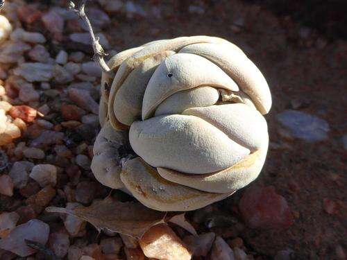 Image of Crassula alstonii Marloth