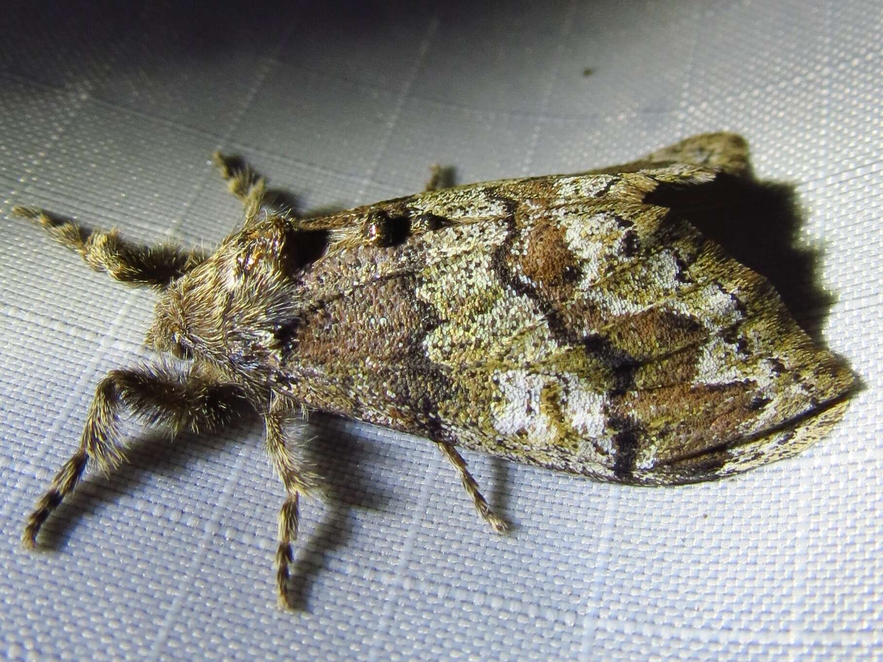 Image of Manto Tussock Moth