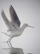 Image of Marsh Sandpiper