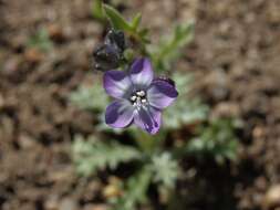 Image of Nevada gilia