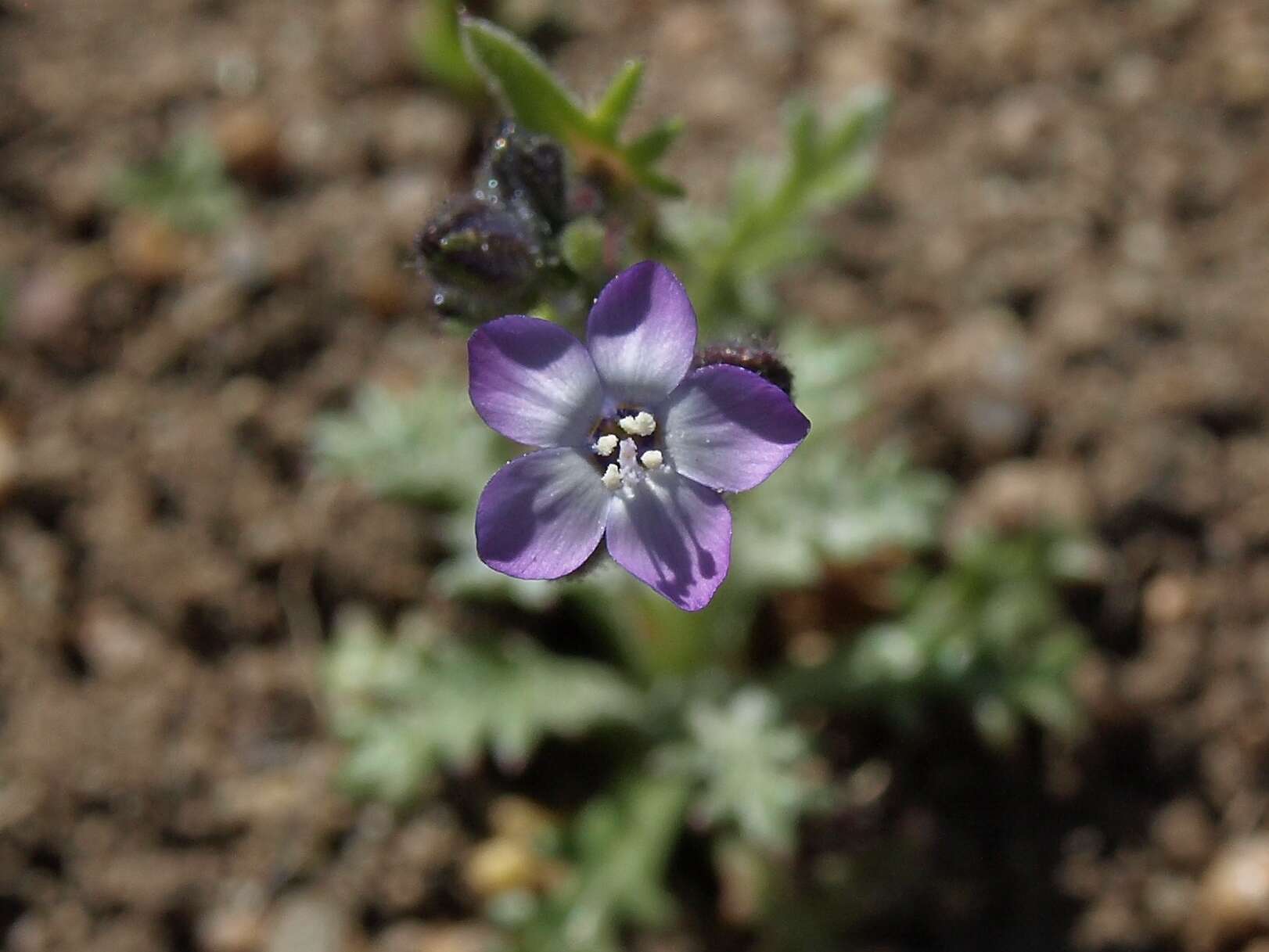 Image of Nevada gilia