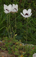 Image of Ranunculus asiaticus