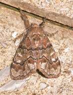 Image of Manto Tussock Moth