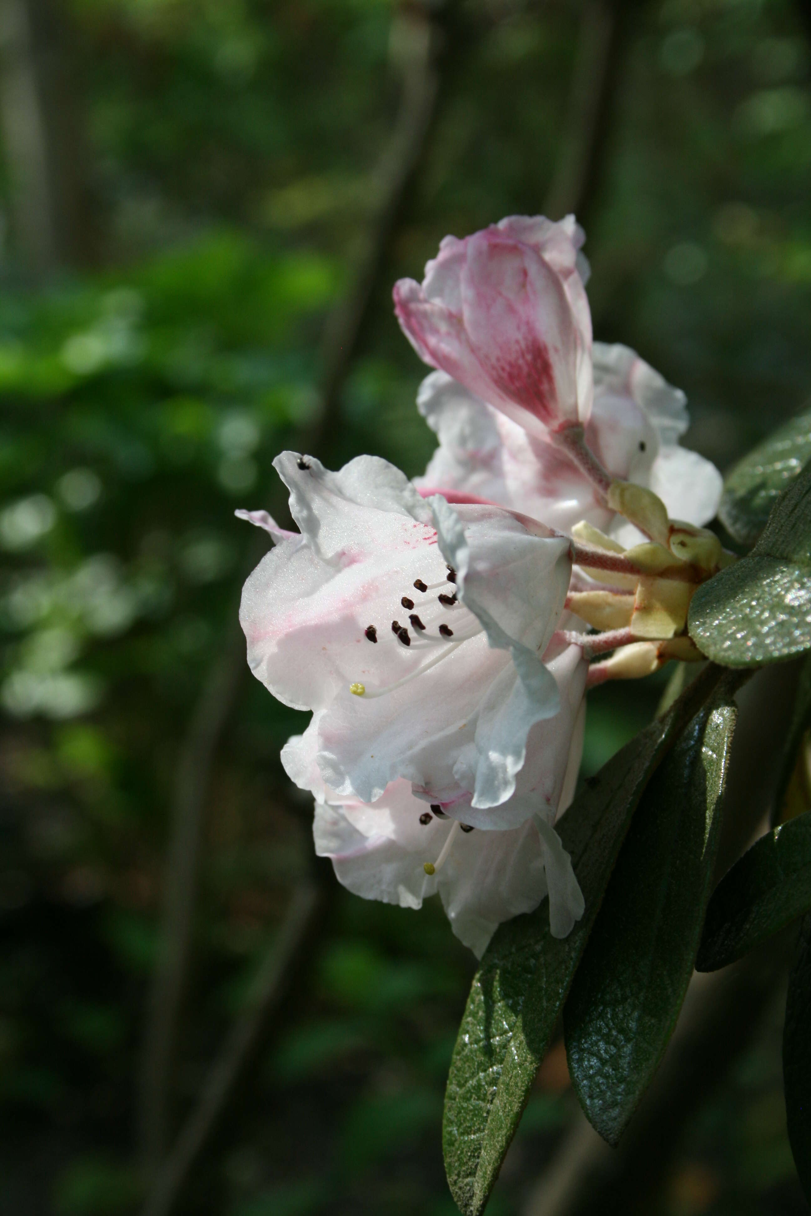 Image de Rhododendron wiltonii Hemsl. & E. H. Wilson