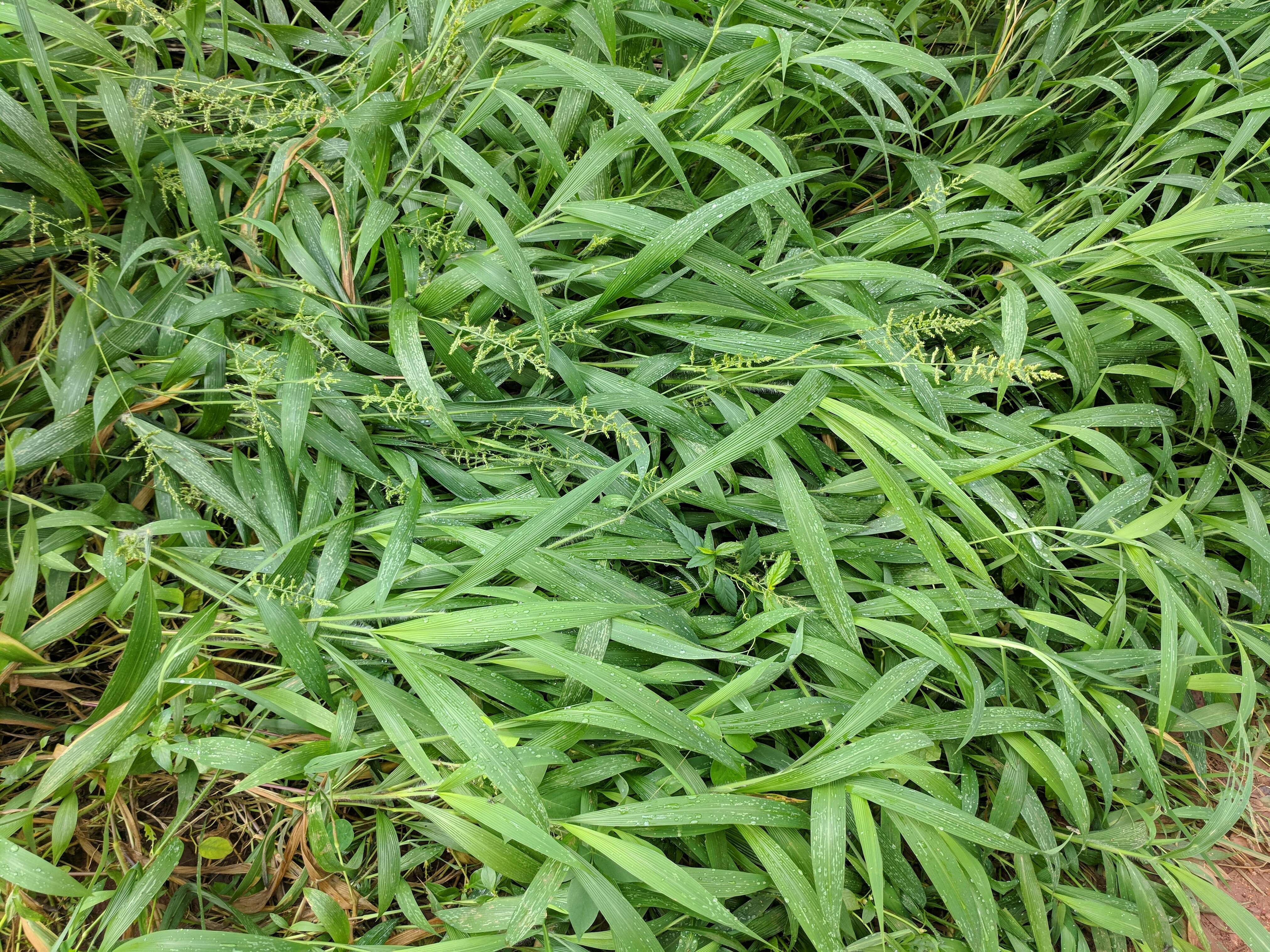 Image of East Indian bristlegrass