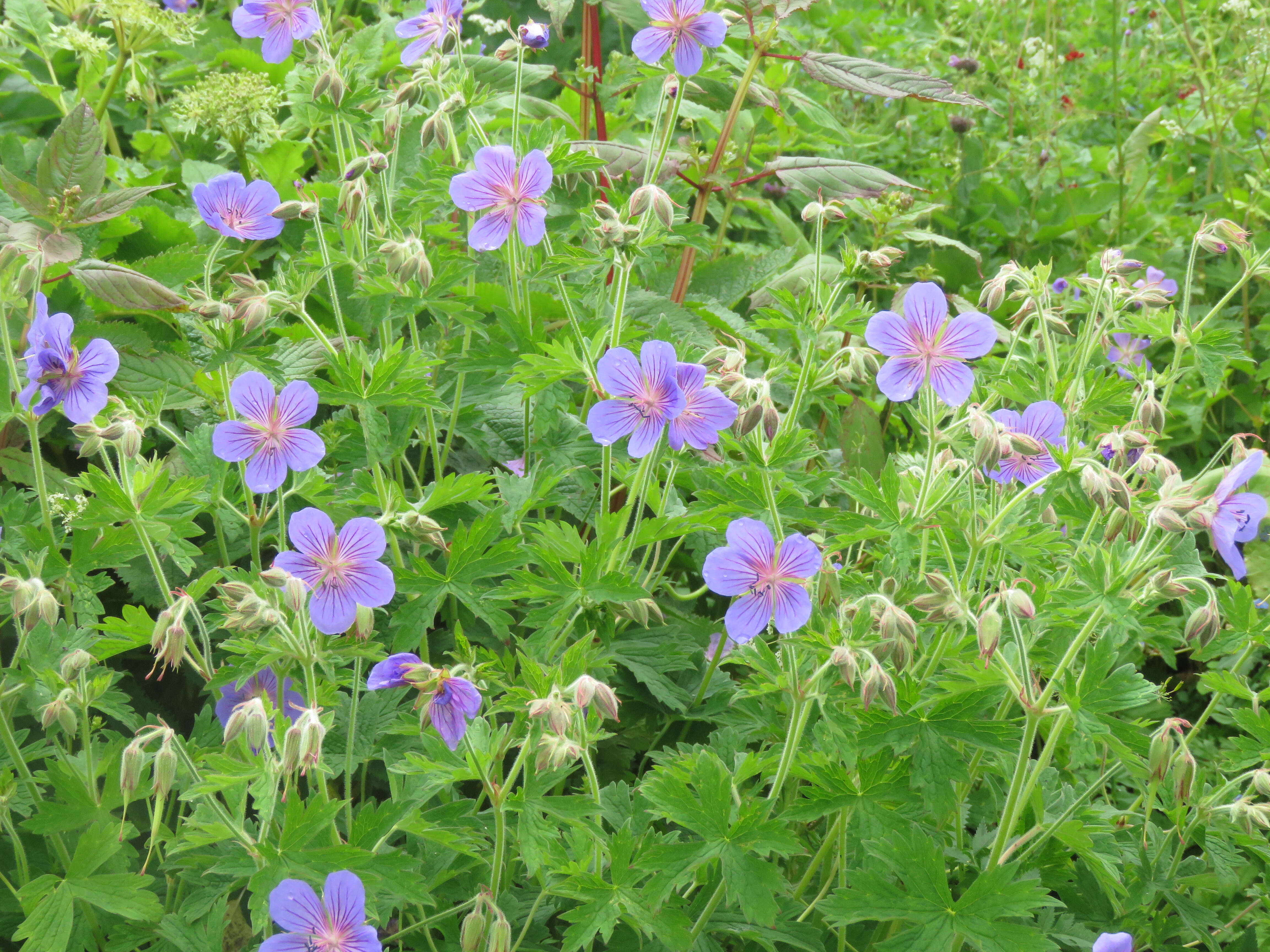 Image of Geranium wallichianum D. Don ex Sweet