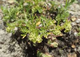 Image of Lesser swine-cress