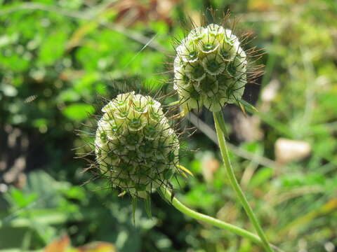 Image of dove pincushions