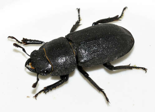 Image of Dorcus parallelipipedus (Linnaeus 1758)