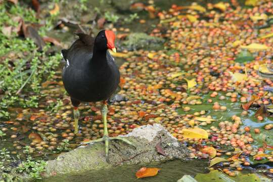 Image of Common Gallinule