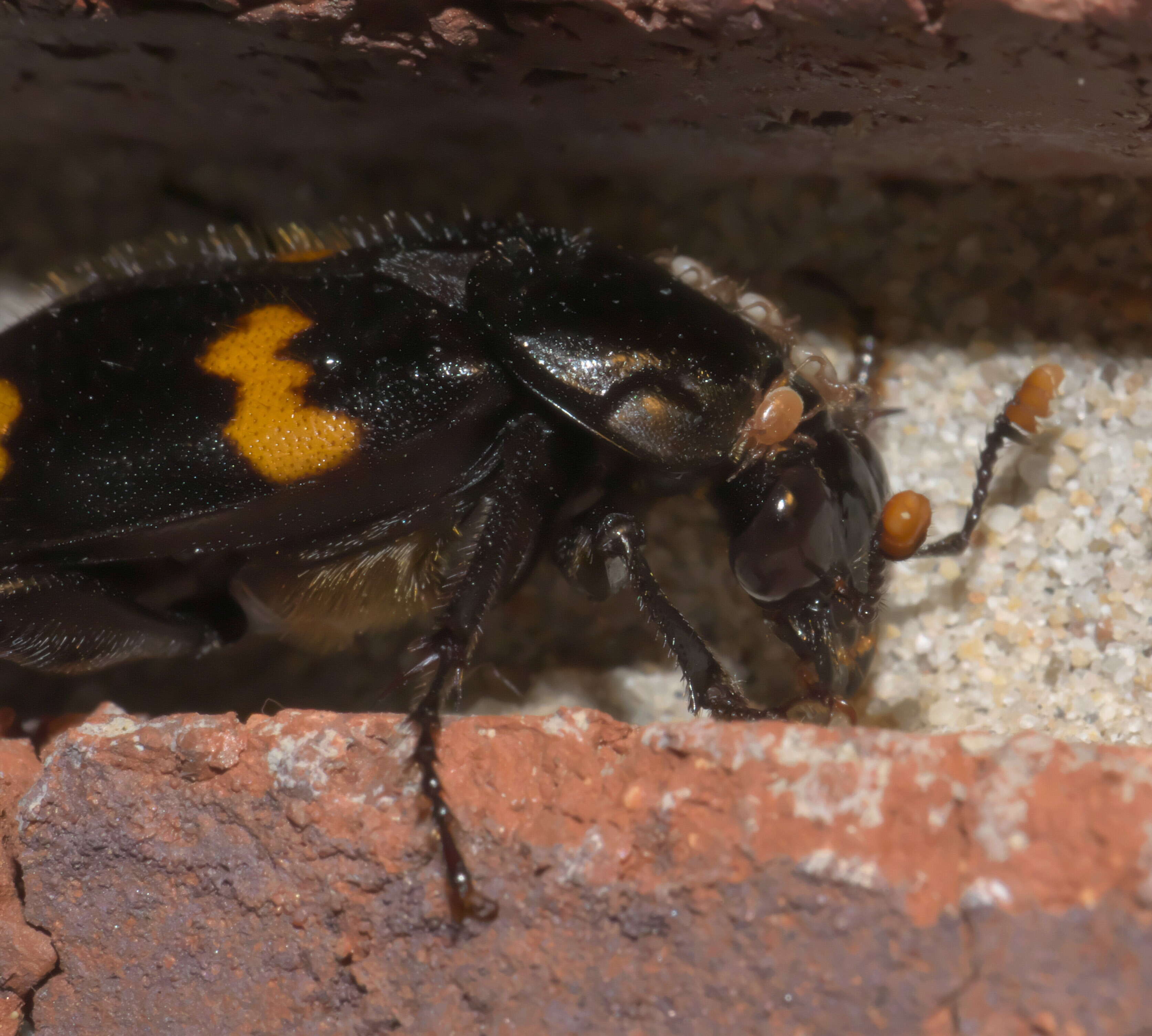 Image of Roundneck Sexton Beetle