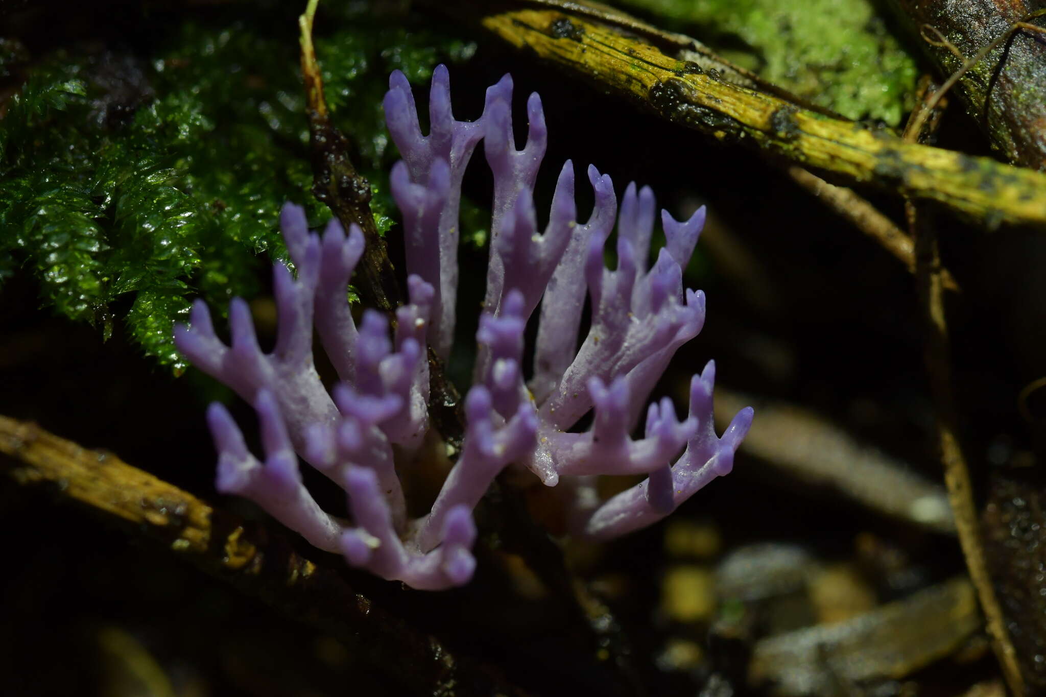 Ramariopsis pulchella (Boud.) Corner 1950 resmi