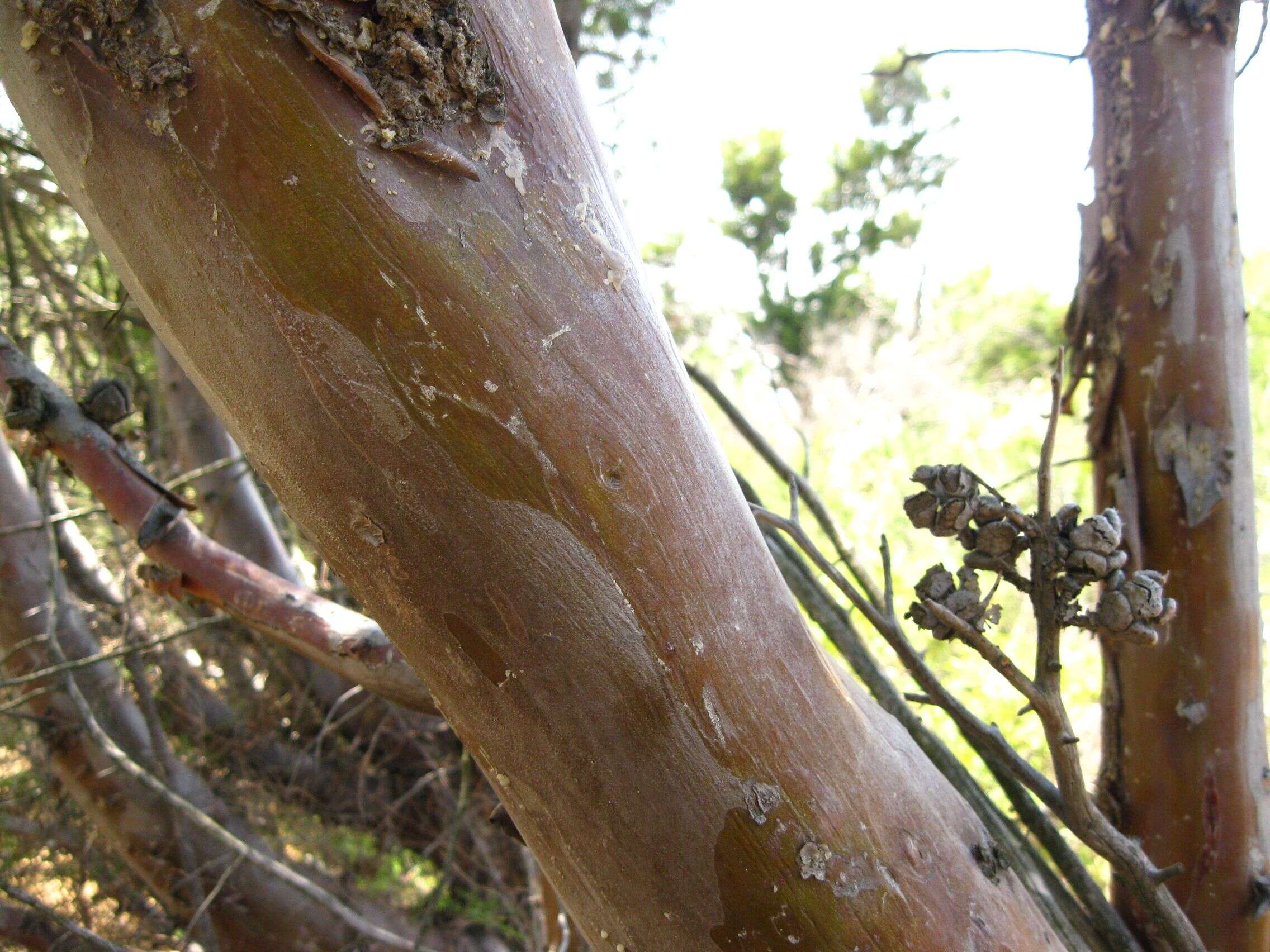 Cupressus guadalupensis var. forbesii (Jeps.) Little resmi