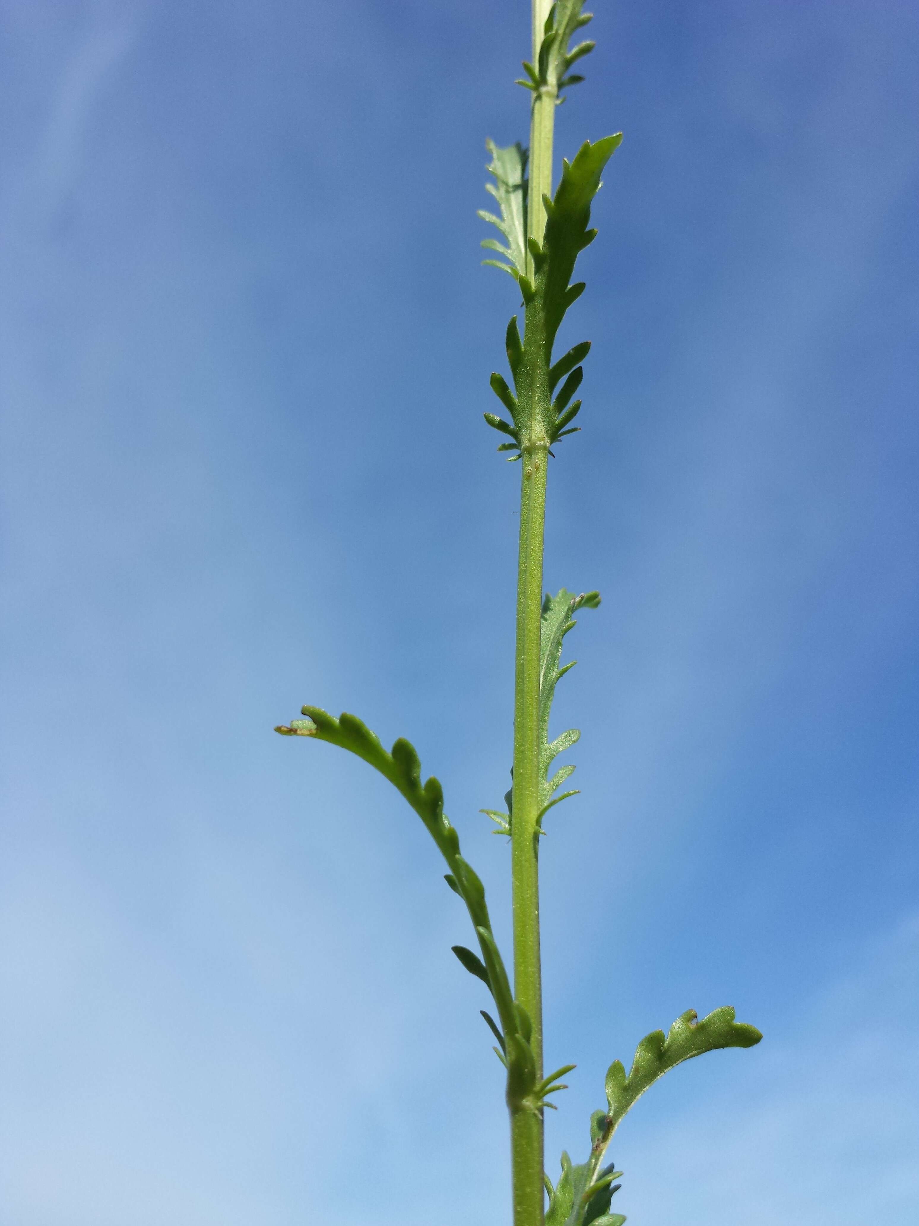 Image of Oxeye Daisy