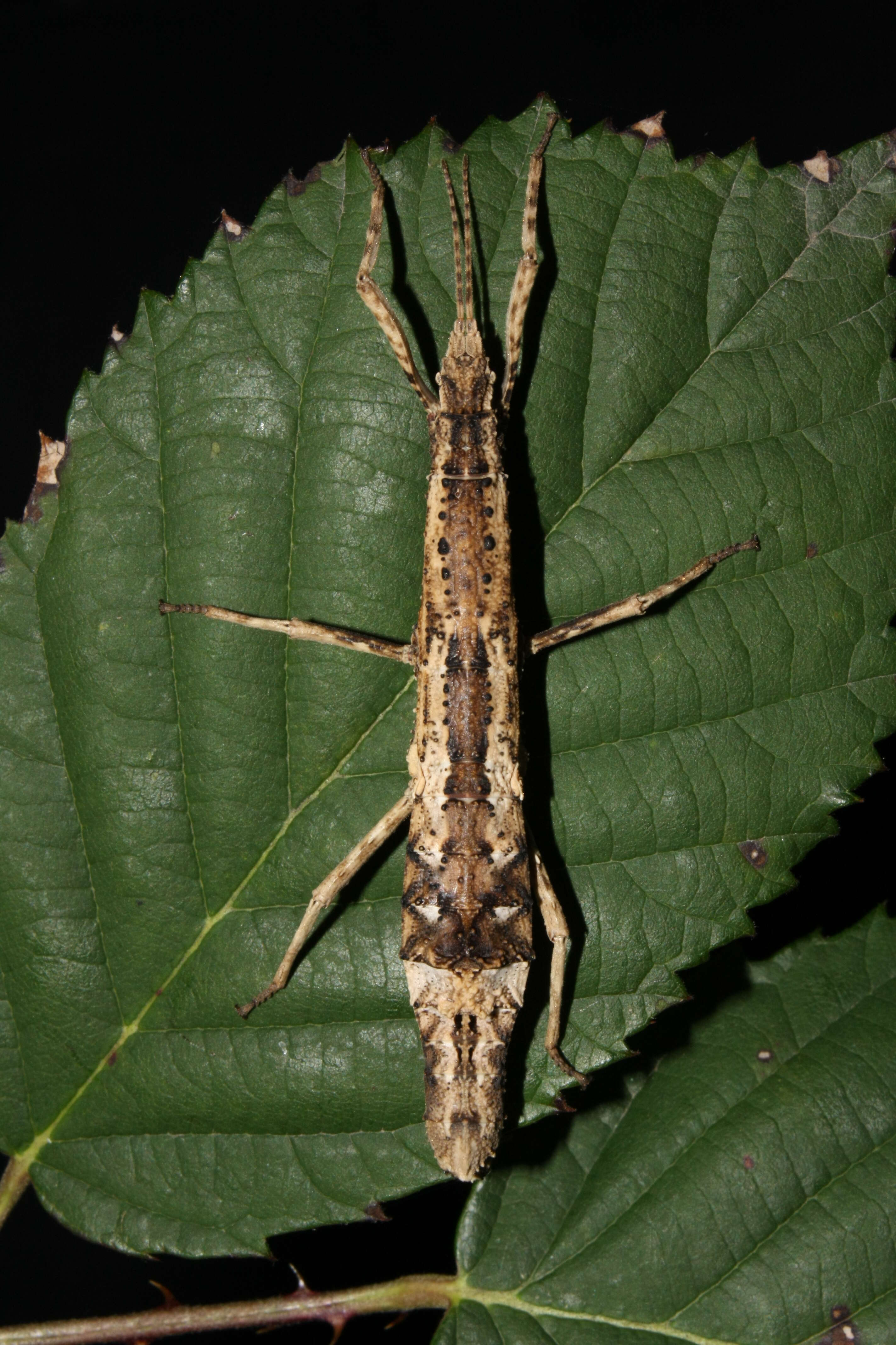 Image of Orestes mouhotii (Bates 1865)