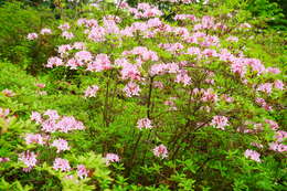 Image of pink azalea