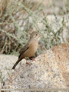 Image of Grey-necked Bunting