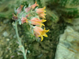 Image of Echeveria runyonii Rose