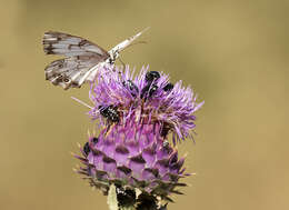 Imagem de Melanargia titea Klug 1832