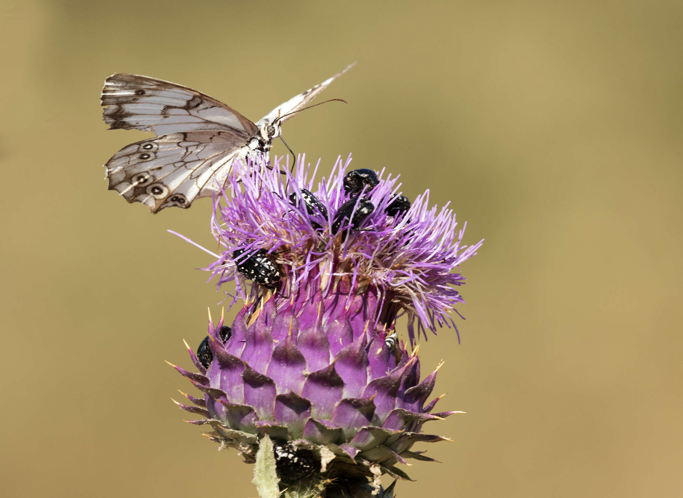 Imagem de Melanargia titea Klug 1832