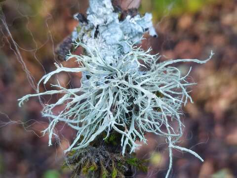 Image of farinose cartilage lichen