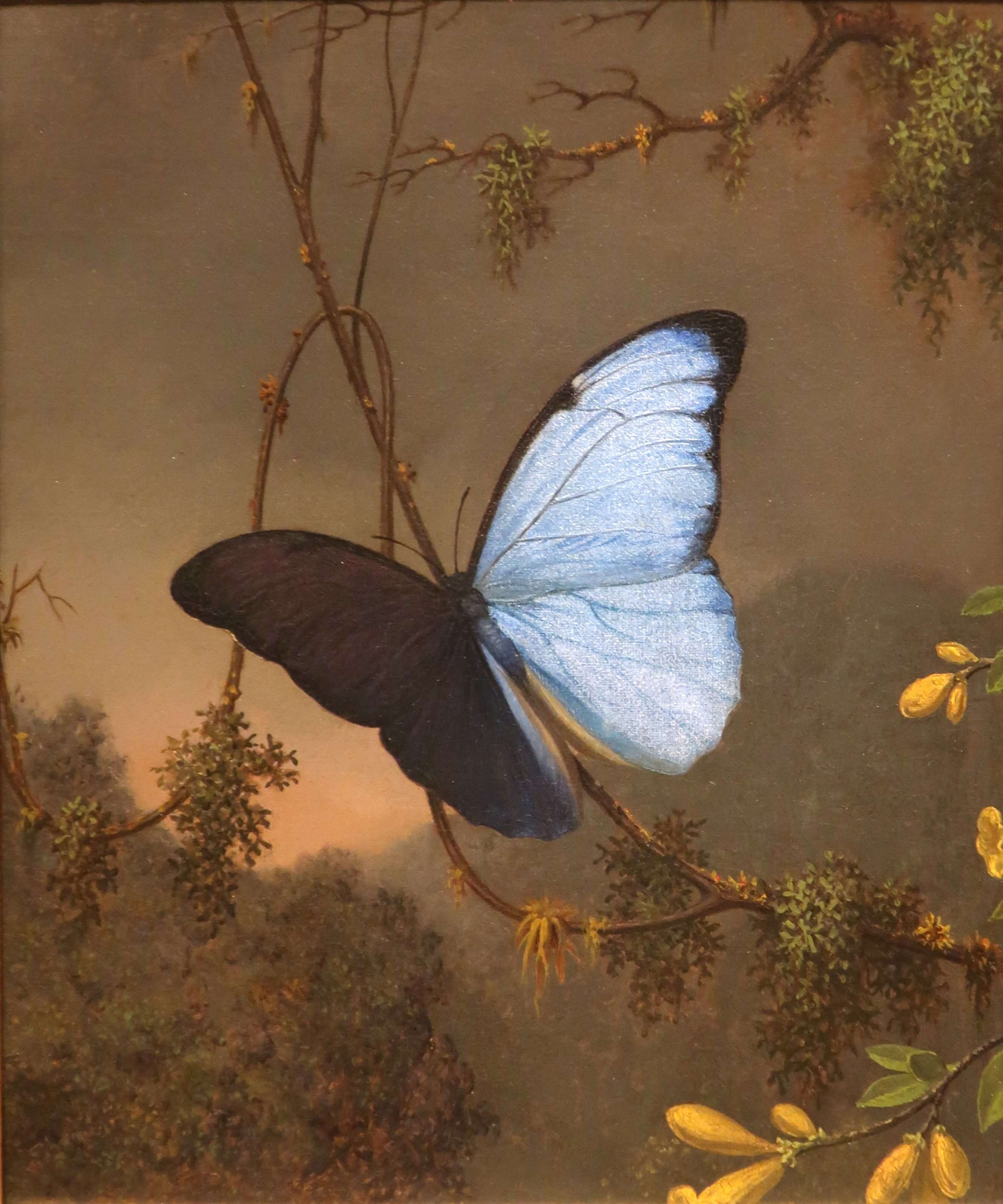 Imagem de Morpho menelaus Linnaeus 1758