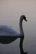 Image of Mute Swan