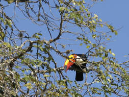 Image of Toco Toucan