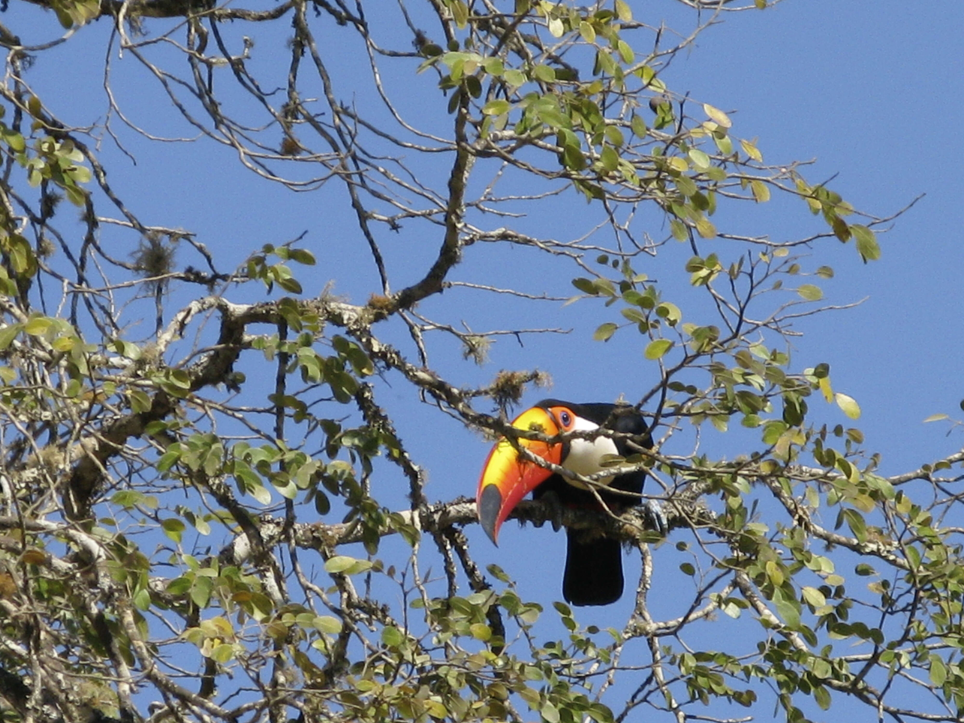 Image of Toco Toucan