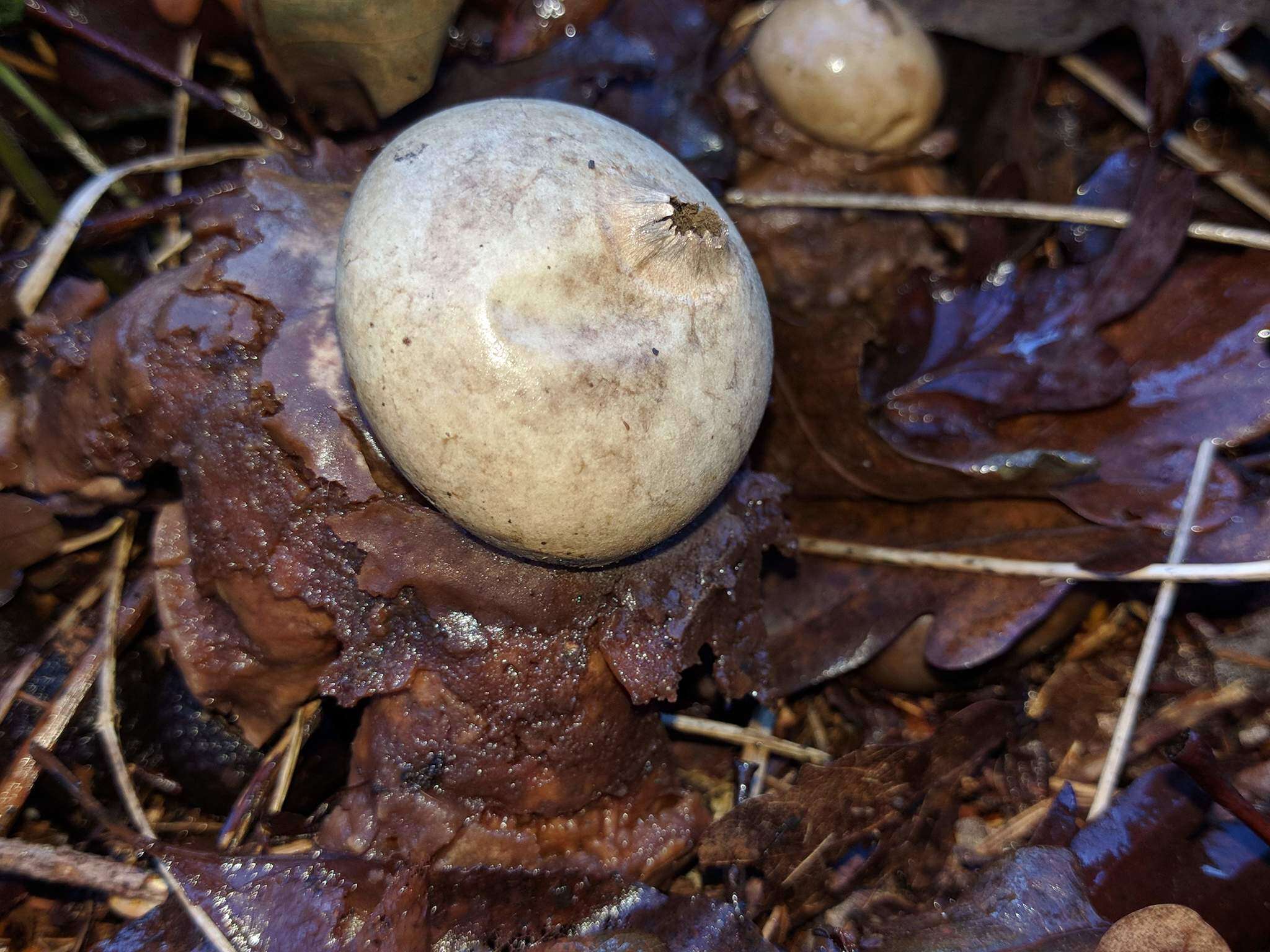 Image of Collared Earthstar