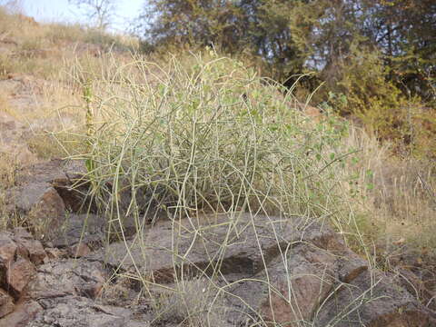 Imagem de Leptadenia pyrotechnica (Forsk.) Decne.