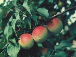 Image of Chinese plum