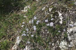 Image of Heart-leaf Globe Daisy