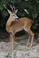 Image of Roe Deer