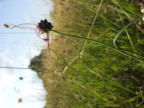 Image of Allium carinatum L.