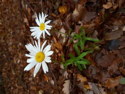 صورة Leucanthemum ircutianum (Turcz.) DC.