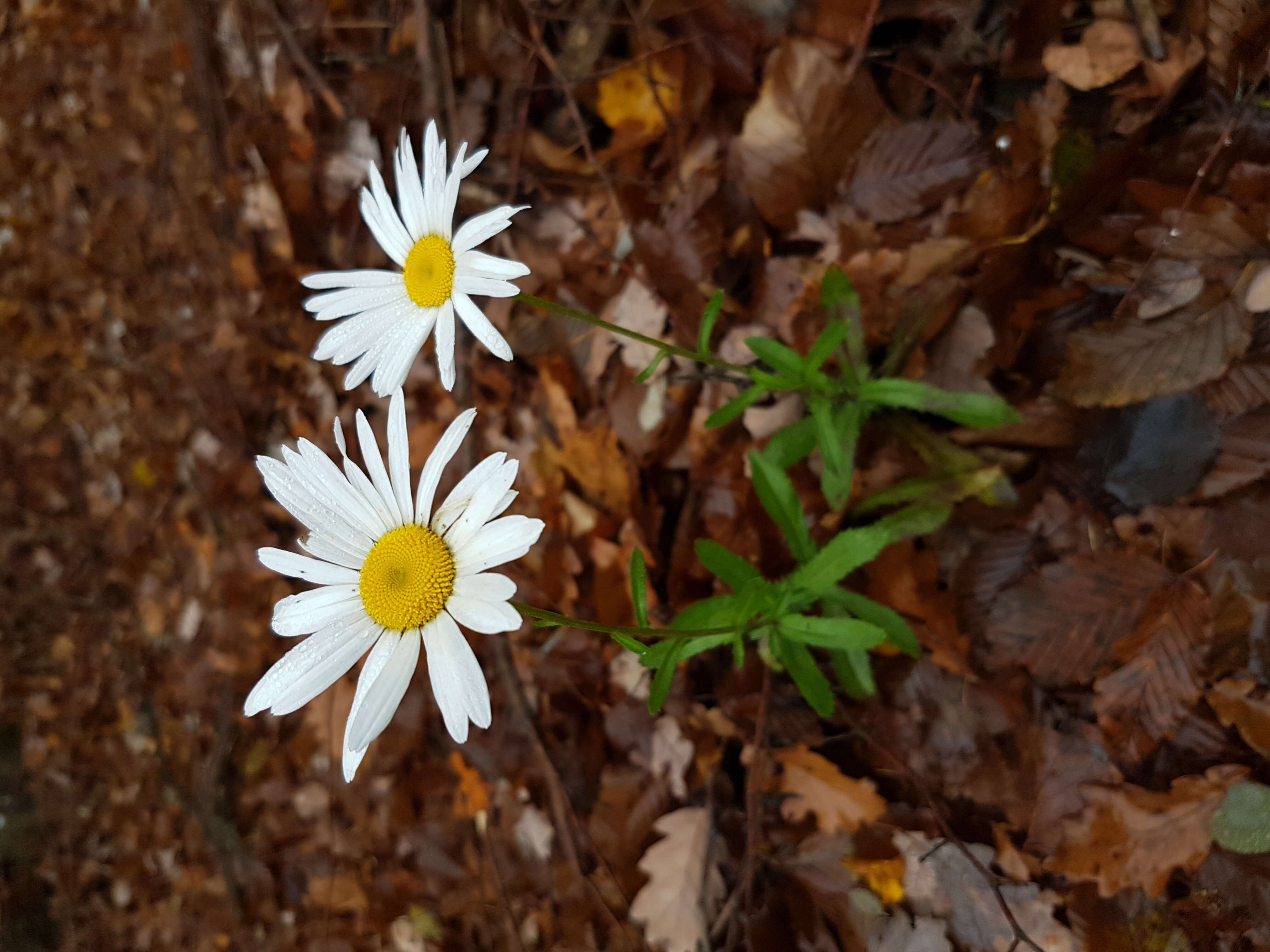 صورة Leucanthemum ircutianum (Turcz.) DC.